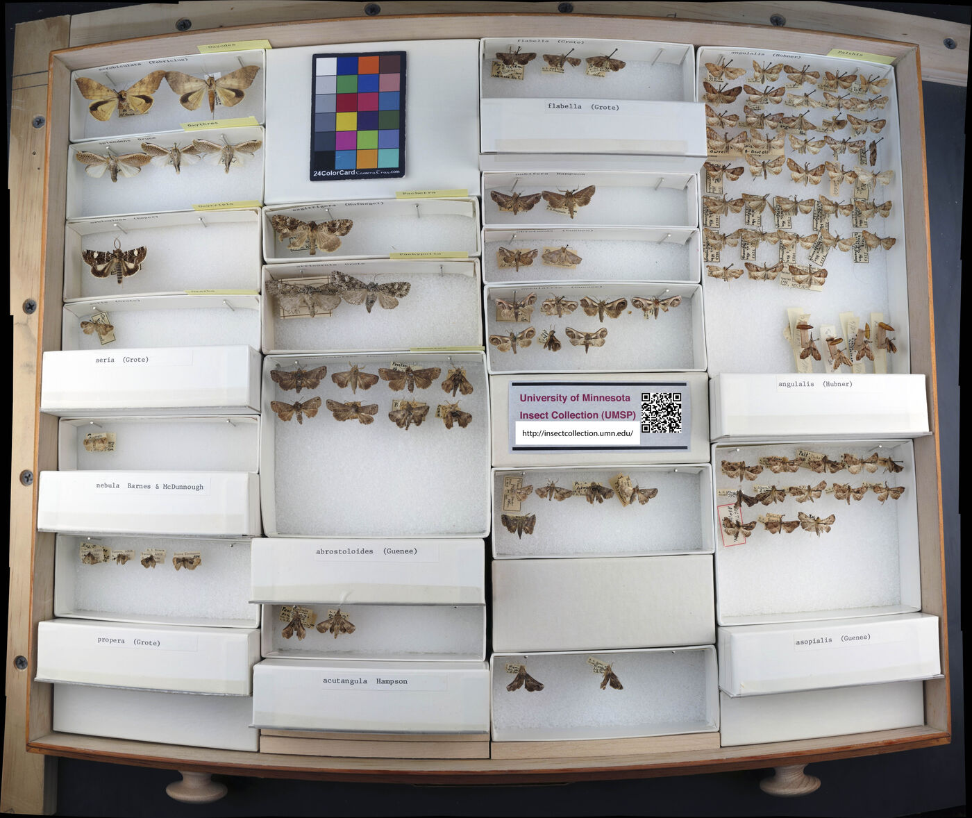 Oxythres splendens image