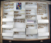 Media resource of Oxythres splendens