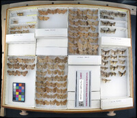 Media resource of Panchrysia dives