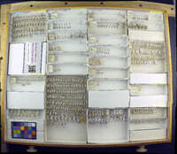 Media resource of Malacocis brevicollis