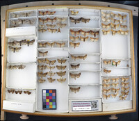 Media resource of Papaipema appassionata