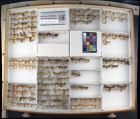 Media resource of Papaipema leucostigma