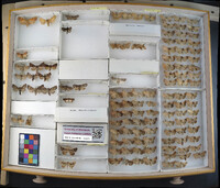 Media resource of Papestra biren