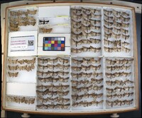 Media resource of Perasia helvina