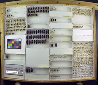 Media resource of Megalodacne fasciata