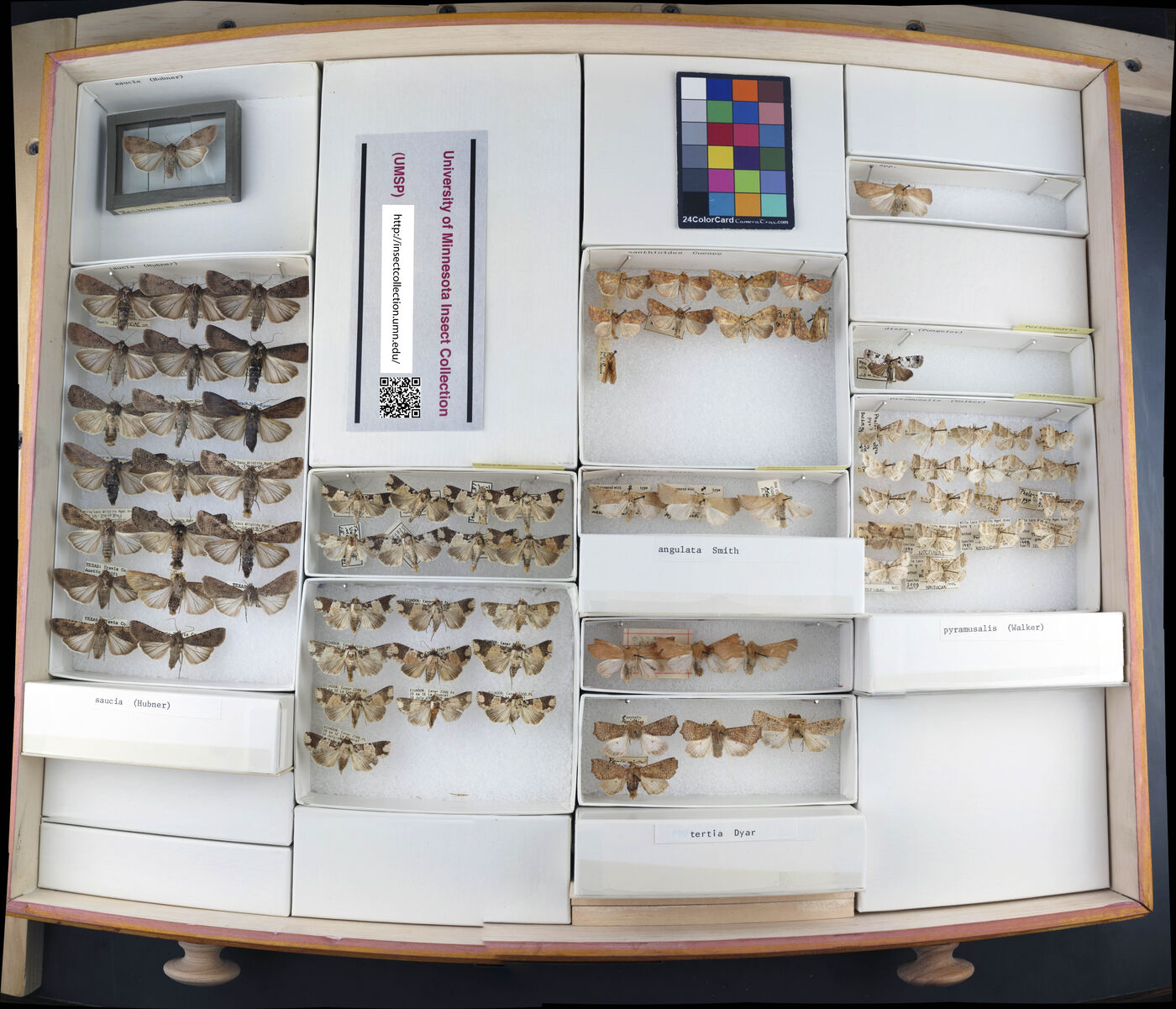 Peridroma saucia image