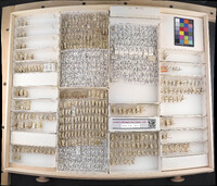 Media resource of Empoasca fabae