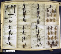 Media resource of Hagenius brevistylus