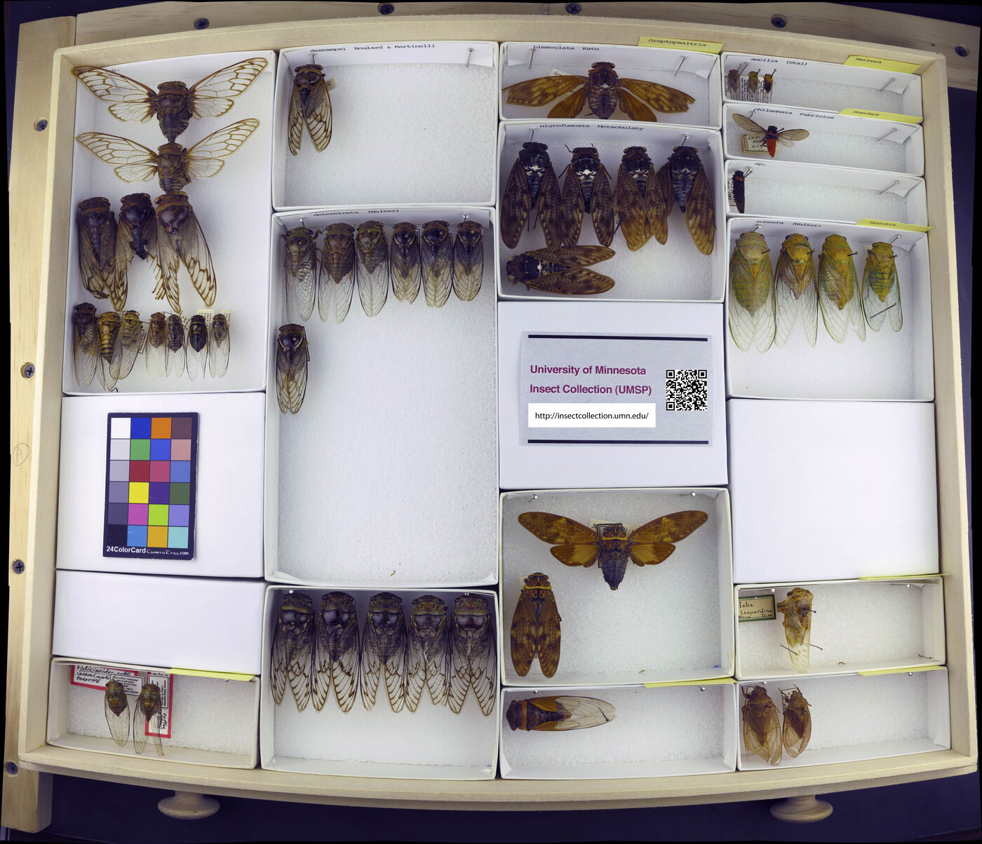 Graptopsaltria bimaculata image