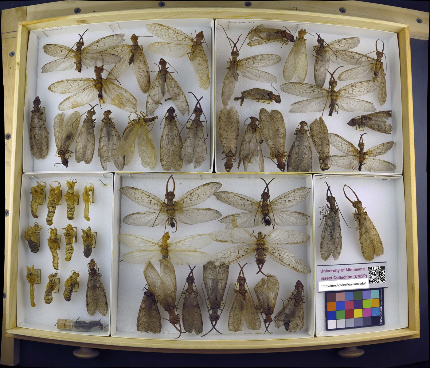 Corydalus cornutus image