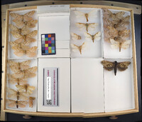 Media resource of Sthenopis quadriguttatus