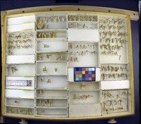 Media resource of Angarotipula illustris