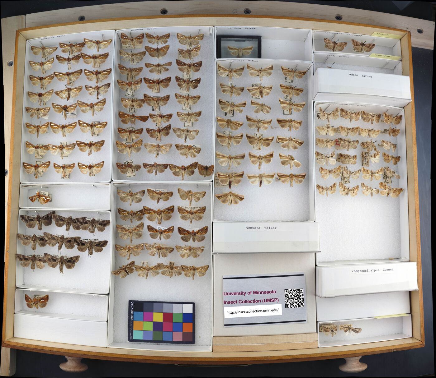 Plusidia cheiranthi image