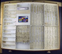 Media resource of Olibrus aeneus