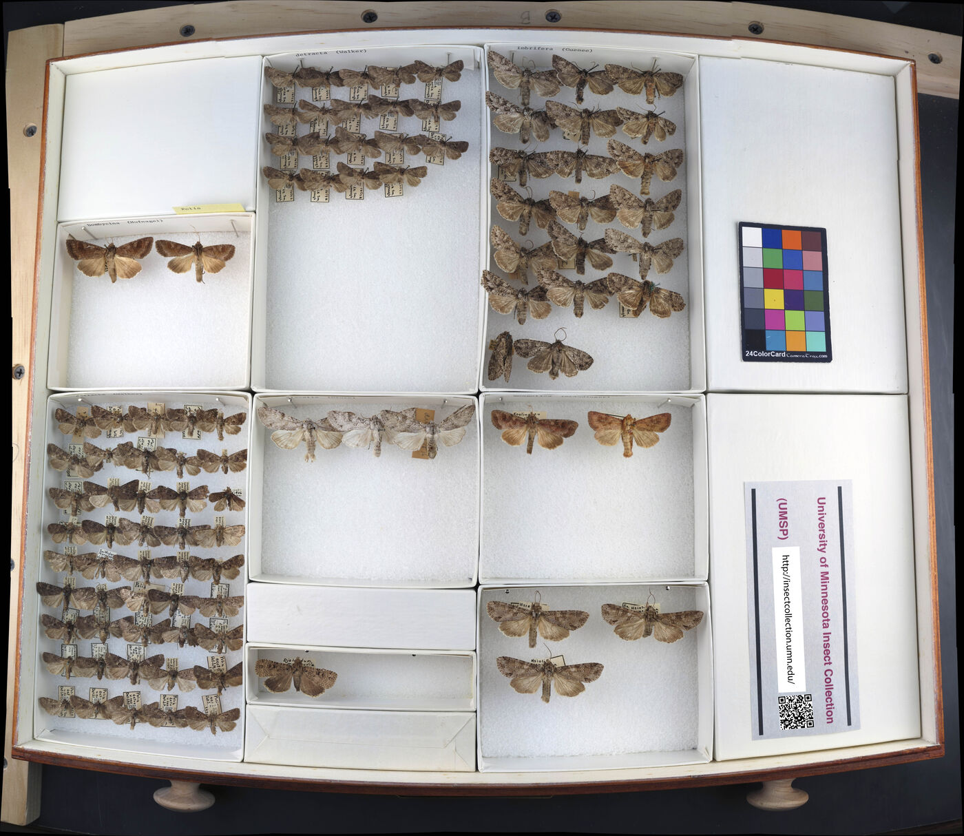 Polia bombycina image