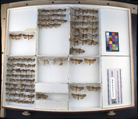 Media resource of Polia bombycina