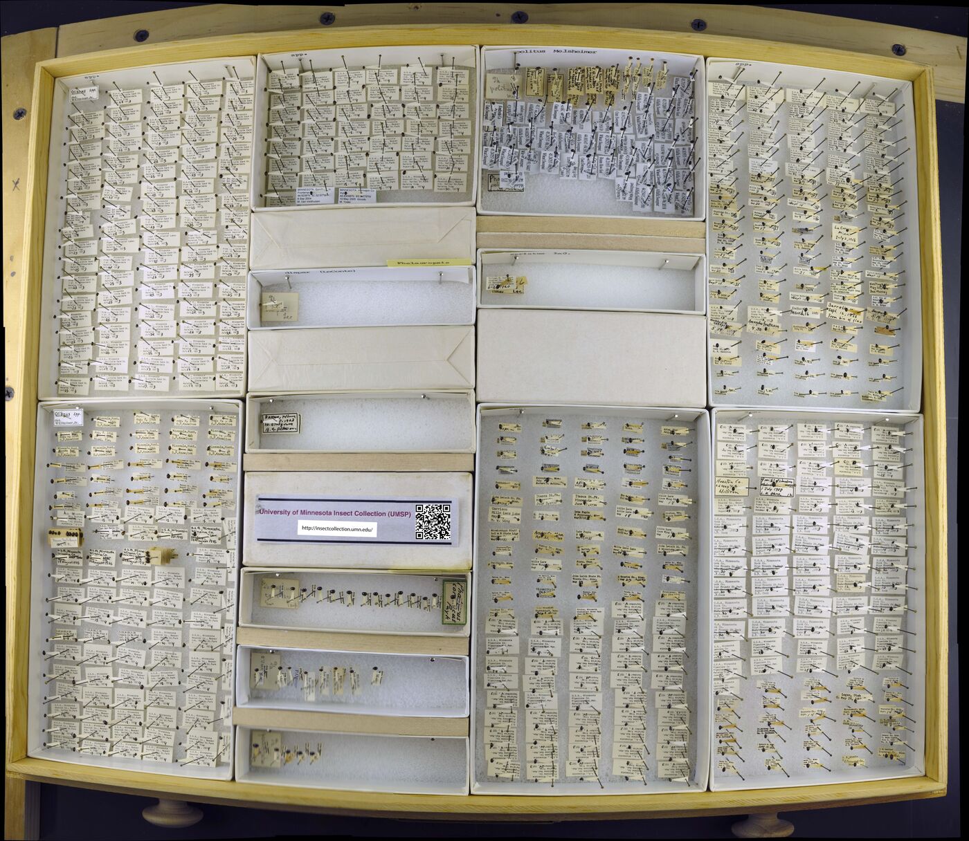 Phalacropsis dispar image