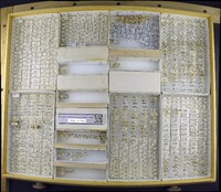 Media resource of Phalacropsis dispar