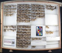 Media resource of Polia nimbosa