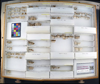 Media resource of Pronoctua pyrophiloides