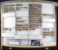 Media resource of Protolampra brunneicollis