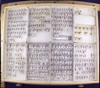 Media resource of Atopsyche callosa