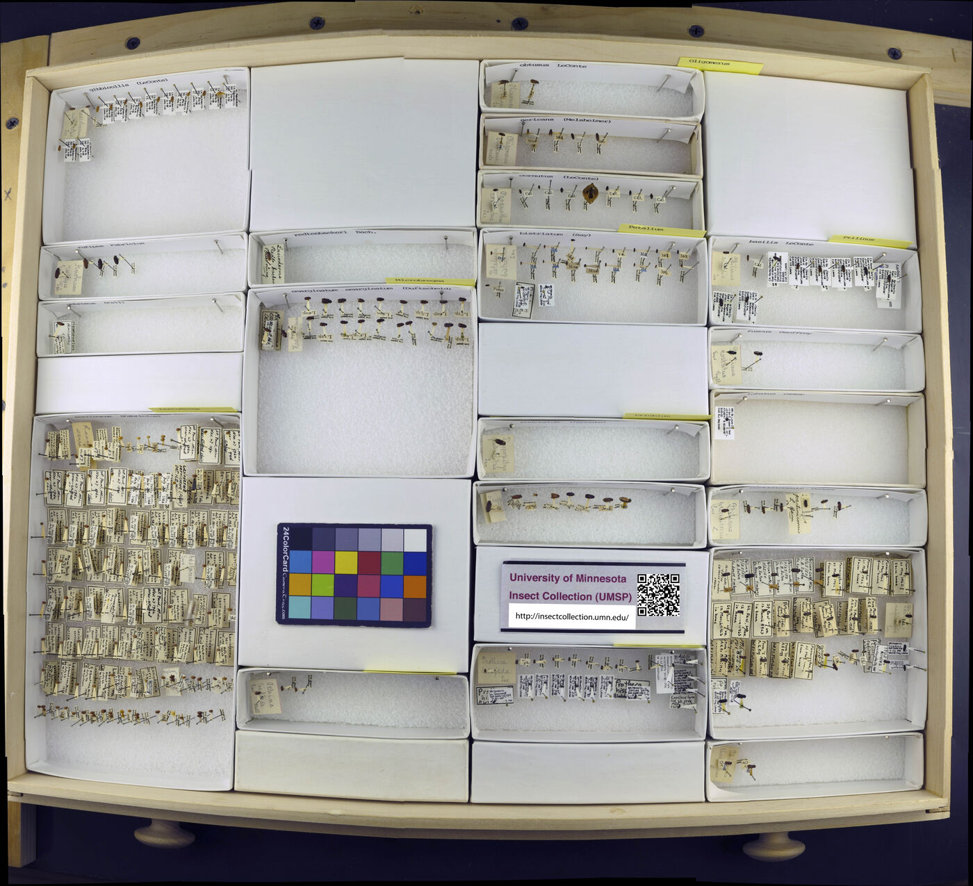 Petalium bistriatum image