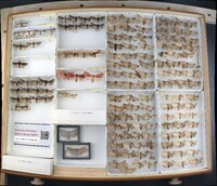 Media resource of Provia argentata