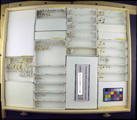 Media resource of Trichodesma gibbosa