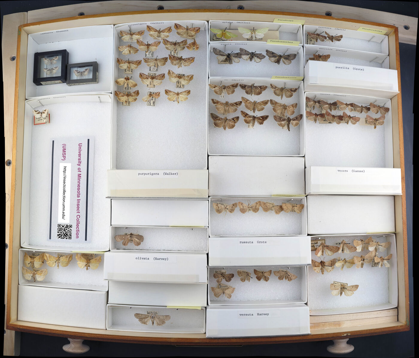 Pseudopanthea palata image