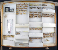 Media resource of Pseudopanthea palata