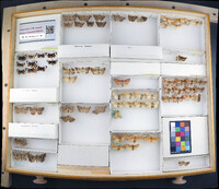 Media resource of Pyreferra ceromatica