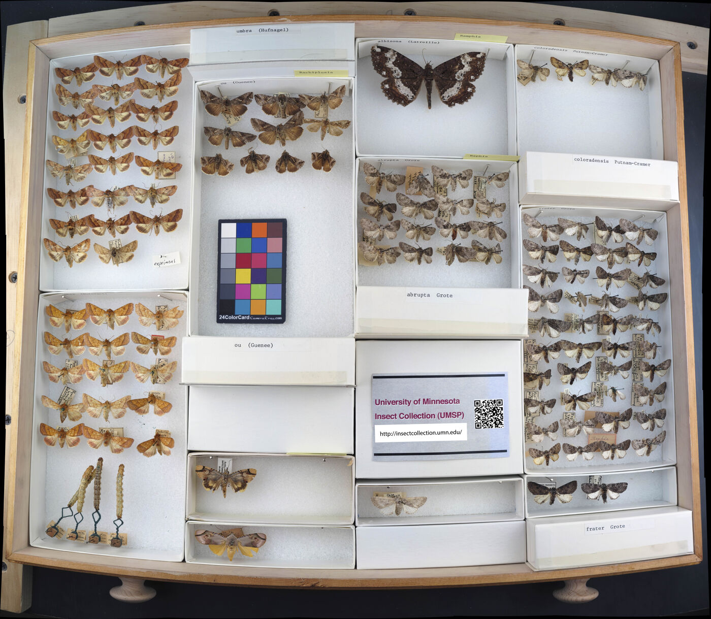 Rachiplusia ou image