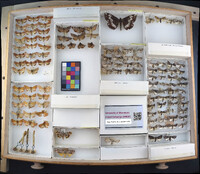 Media resource of Rachiplusia ou