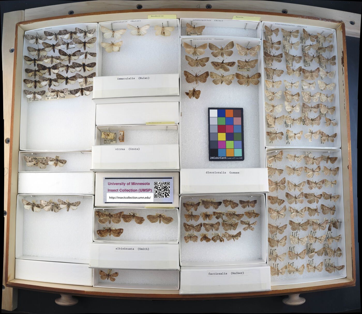 Reabotis immaculalis image