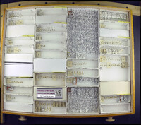 Media resource of Stephostethus angusticollis