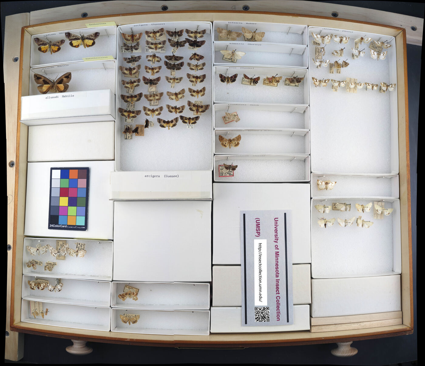 Sarbanissa subflava image