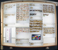 Media resource of Schinia cumatilis