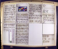 Media resource of Atopsyche chimpuocllo