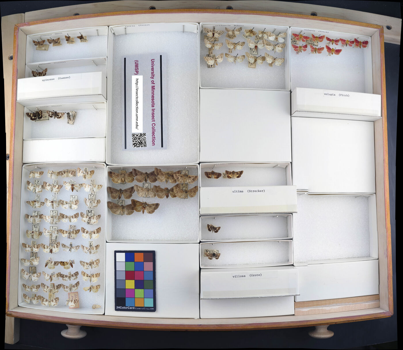 Schinia spinosae image