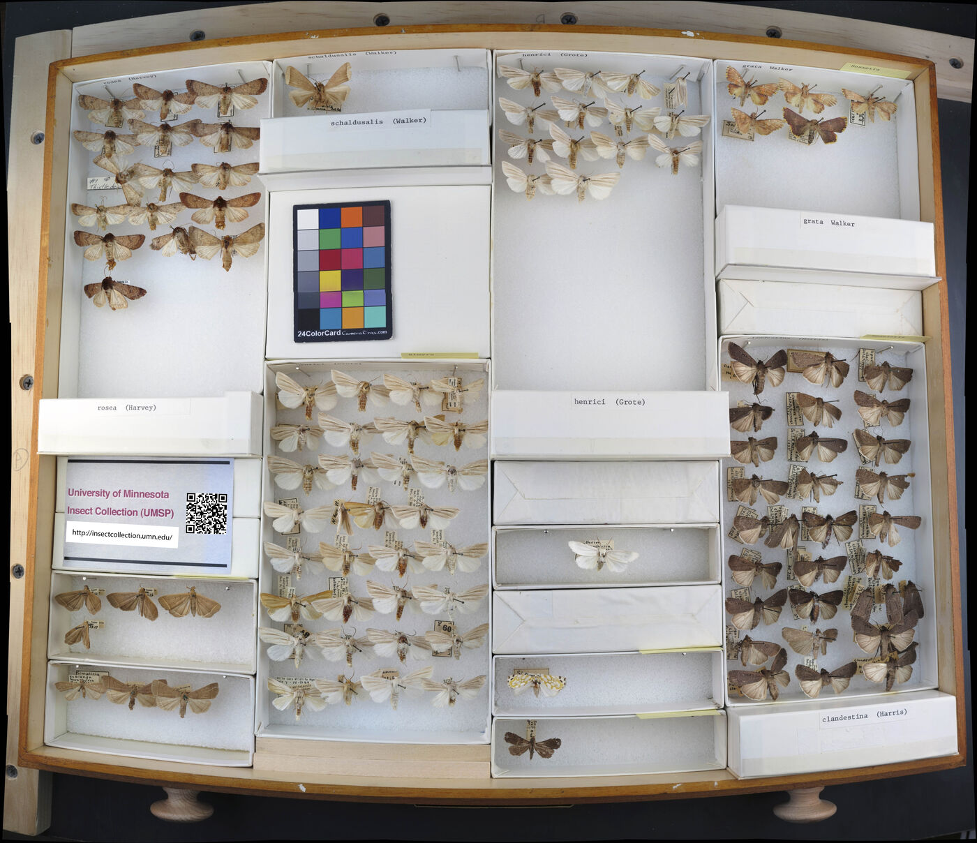 Sosxetra grata image