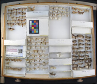 Media resource of Sosxetra grata