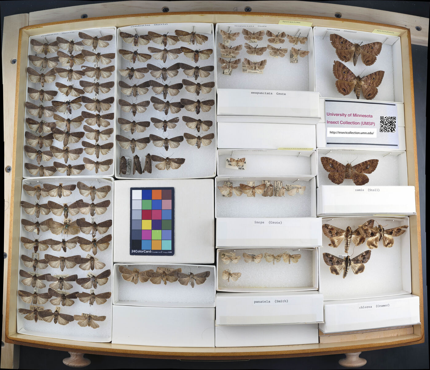 Spargaloma sexpunctata image