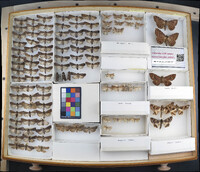 Media resource of Spargaloma sexpunctata