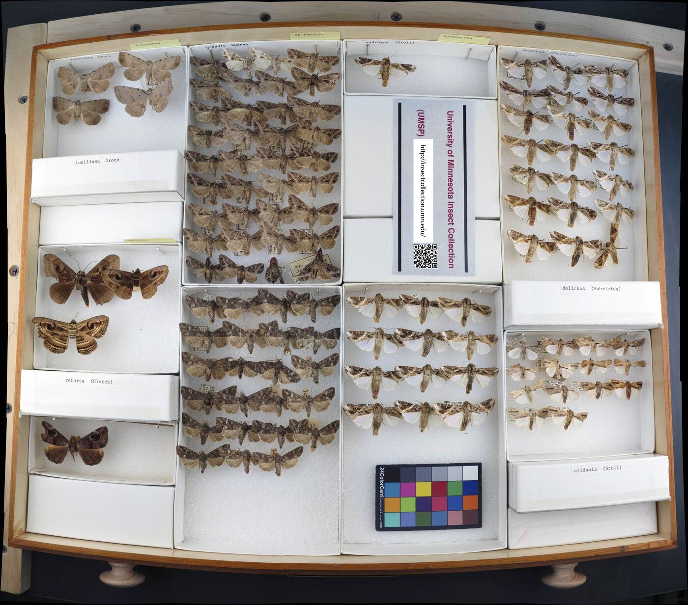 Spiloloma lunilinea image