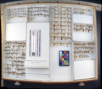 Media resource of Spodoptera exigua