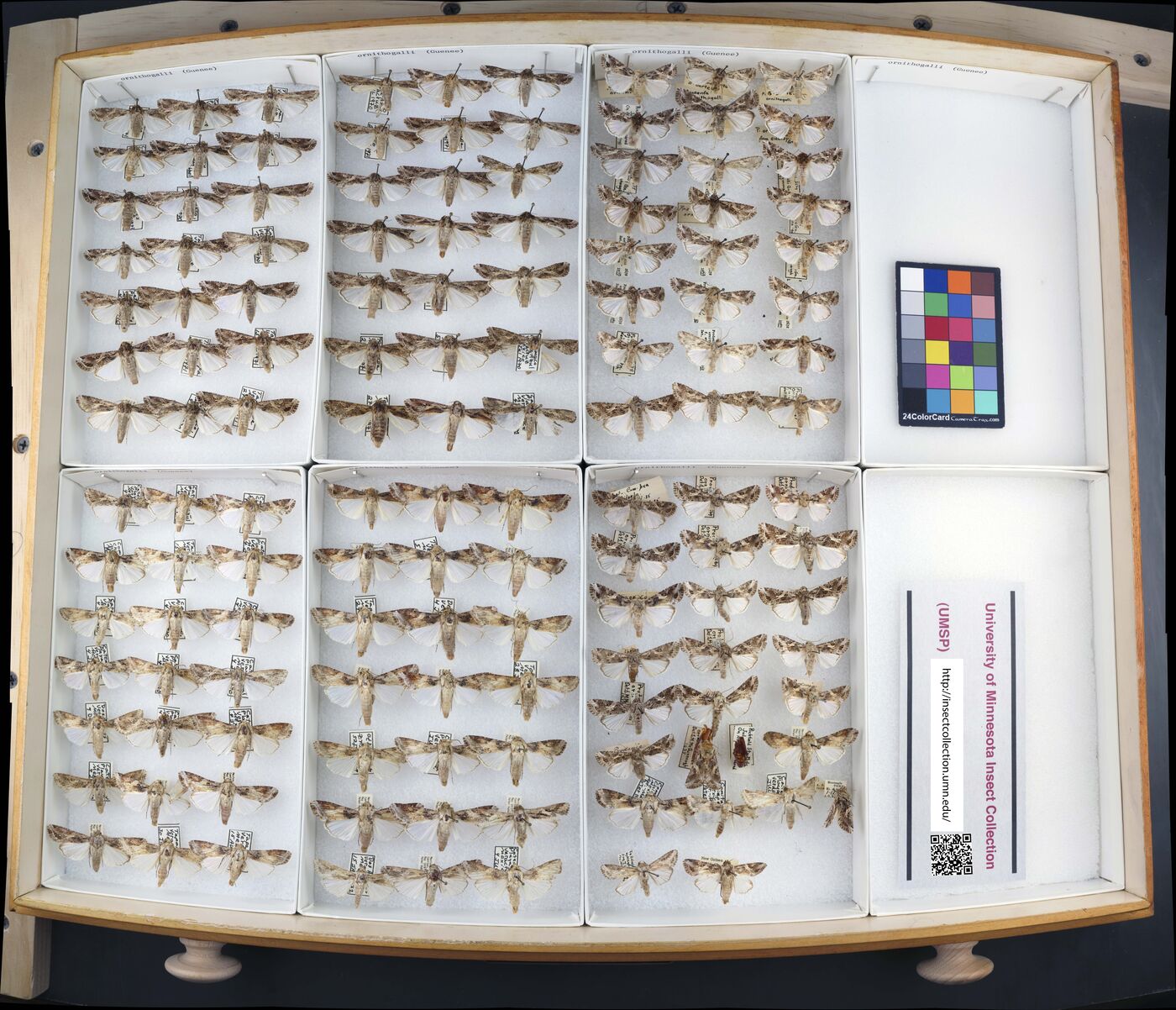 Spodoptera ornithogalli image