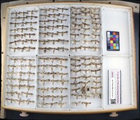 Media resource of Spodoptera ornithogalli