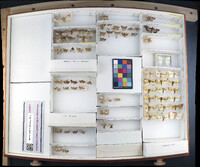 Media resource of Spragueia apicalis