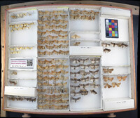 Media resource of Sutyna privata